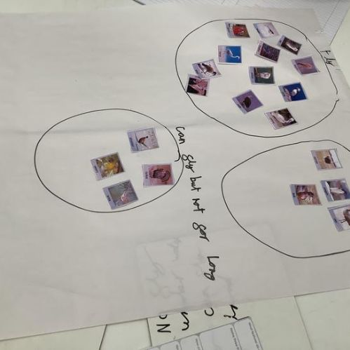 Broadly classifying groups of animals due to their characteristics